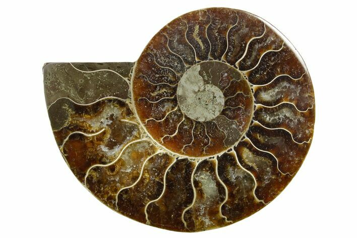 Cut & Polished Ammonite Fossil (Half) - Madagascar #379248
